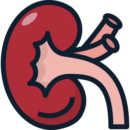kidney_2117087