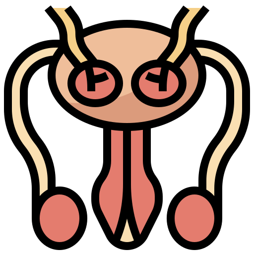 reproductive-system_2047661